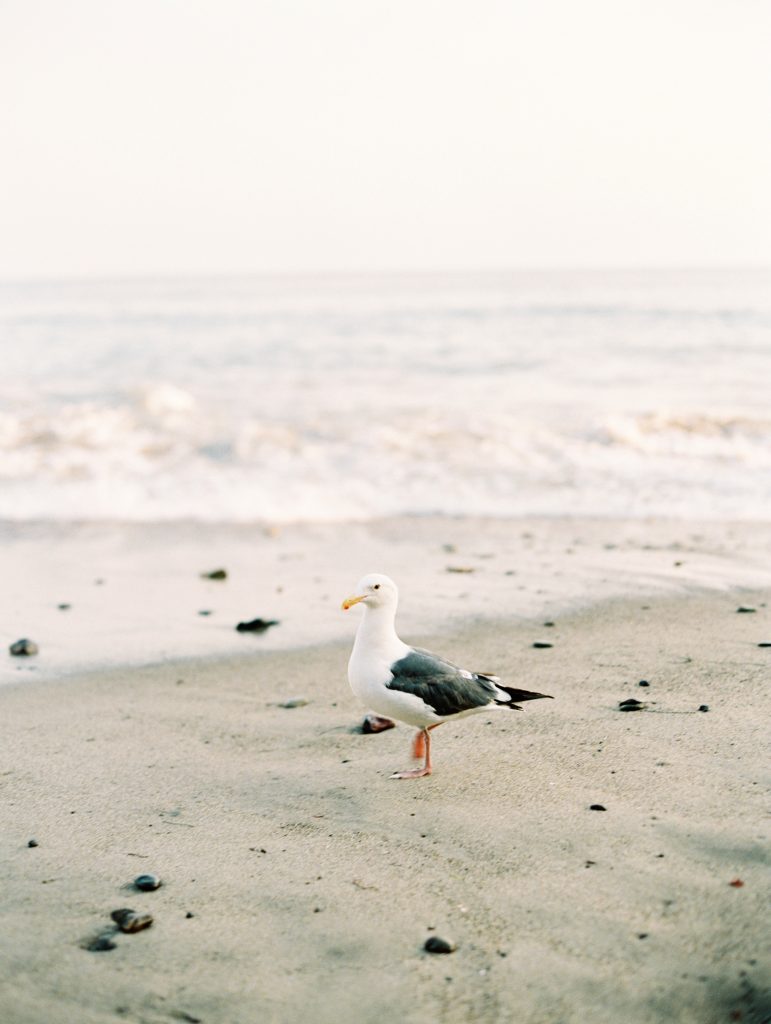 A seagull on the sand at El Matador beach by custom portrait photographer Daniele Rose