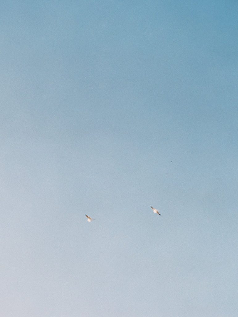 A film image of two seagulls flying above the beach in Santa Barbara